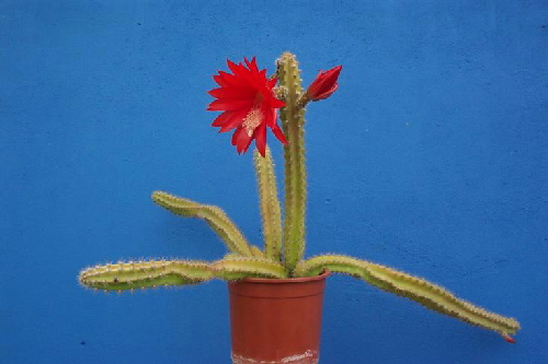 machaerocereus gummosus